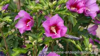 Hibiskus vor dem Winter schneiden – Gärtner erklärt, worauf es ankommt
