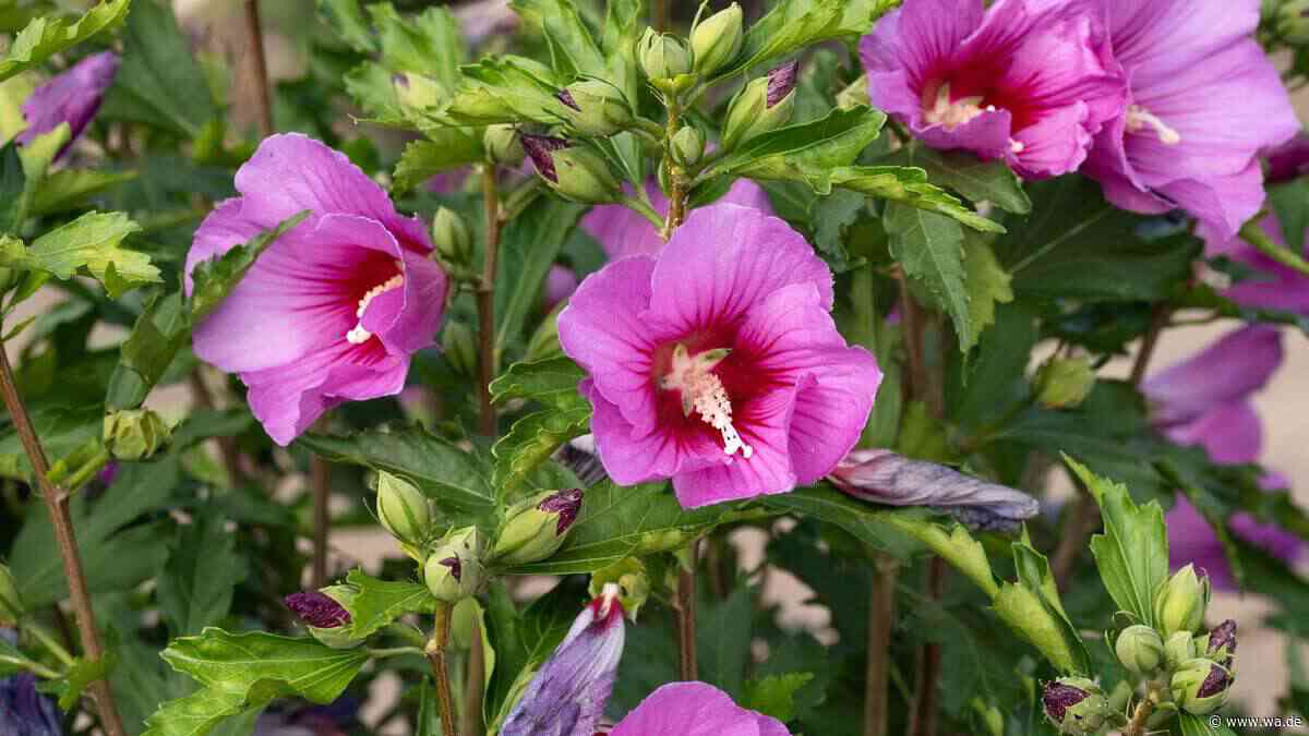 Hibiskus vor dem Winter schneiden – Gärtner erklärt, worauf es ankommt