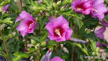 Hibiskus vor dem Winter schneiden – Gärtner erklärt, worauf es ankommt