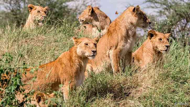 Tien leeuwen in Tanzania dood gevonden, mogelijk vergiftigd