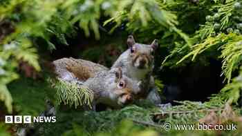 When did grey squirrels start posing a threat to reds?
