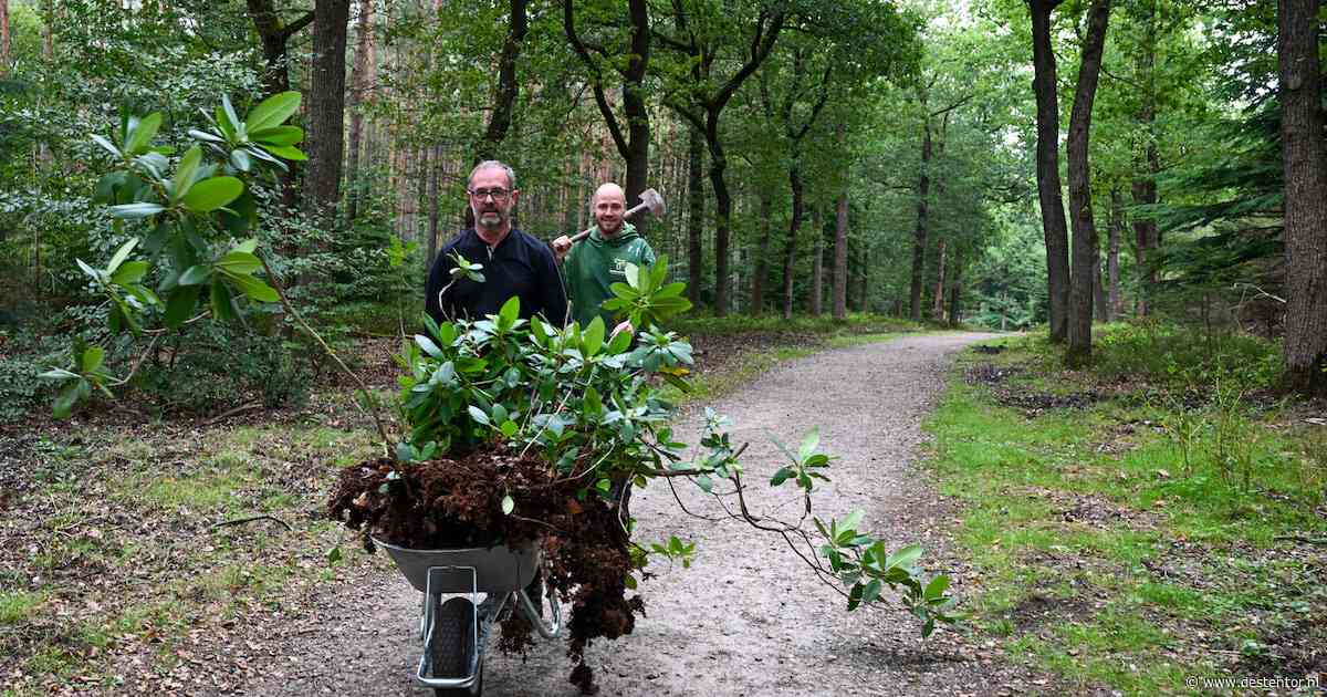 Gratis rododendron van deze plek: daar hebben veel mensen in Apeldoorn wel wat spierpijn voor over