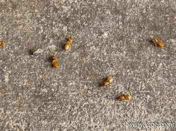 Monsoon conditions trigger flying ant mating season in swarms
