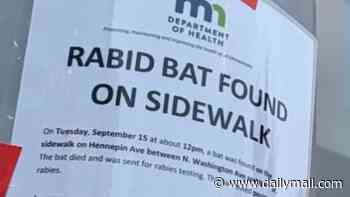 Woman seen picking up a rabid bat in Minneapolis sends city into a PANIC putting up flyers trying to find her