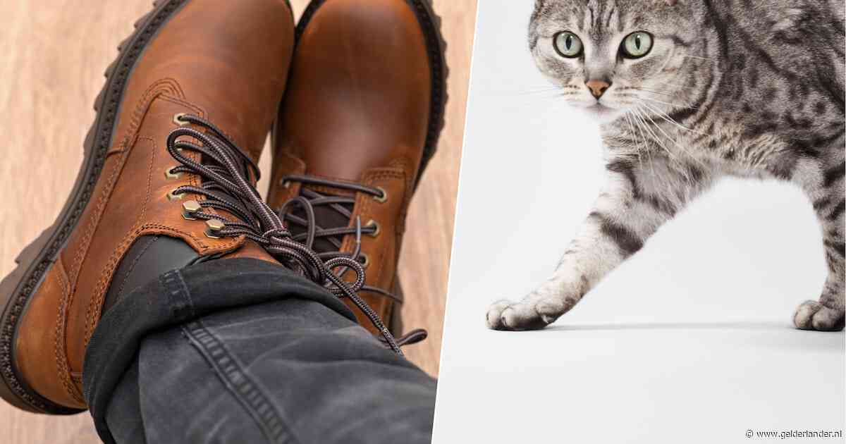 Met stalen neuzen schopt man kat Tijger door de kamer, met fatale gevolgen: ‘Boze error in mijn hoofd’