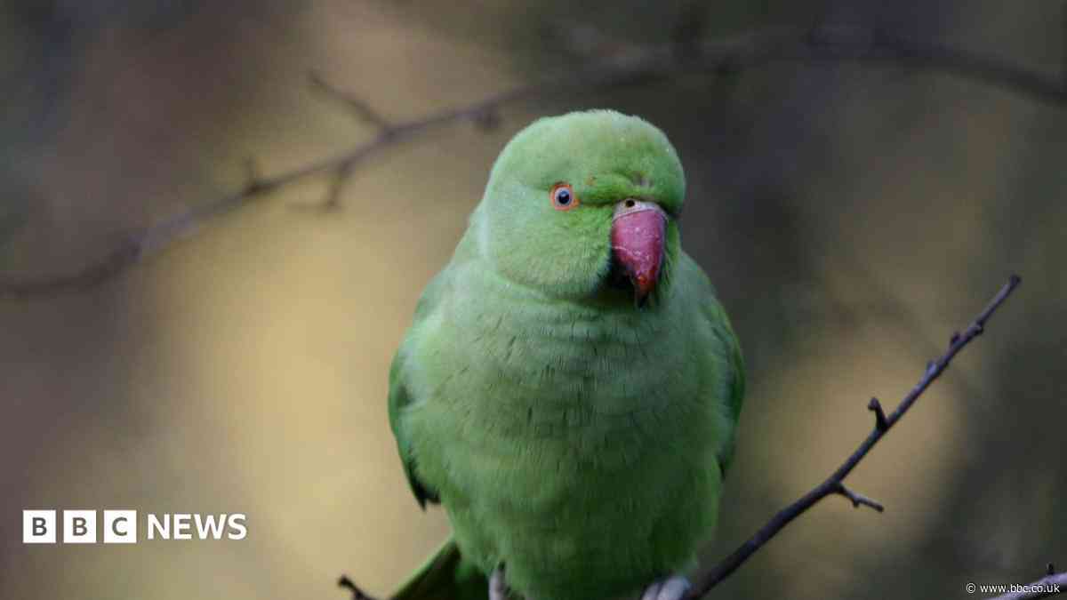 Why are parakeet numbers on the rise?