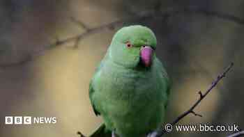 Why are parakeet numbers on the rise?