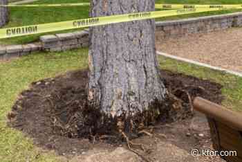 $147,000 reward offered to catch tree poisoner at Lake Tahoe beach