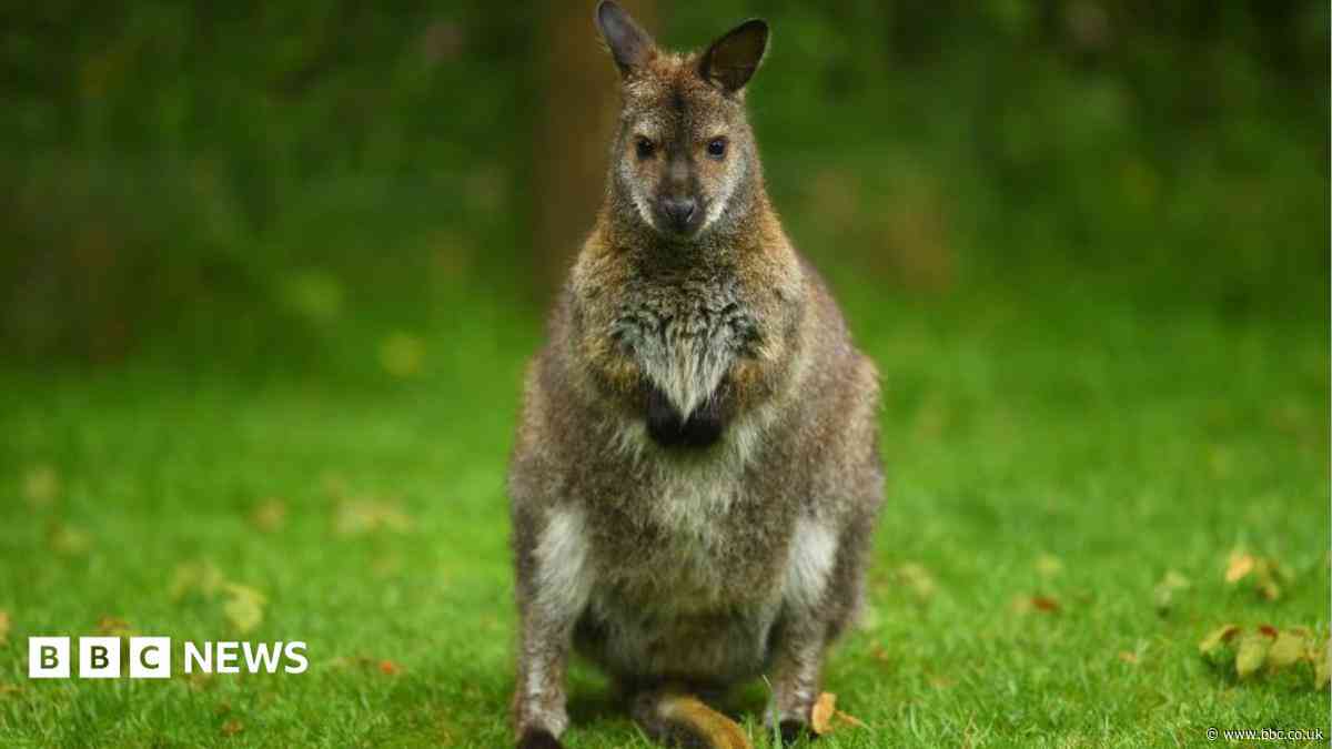 Animal sanctuary wins planning fight to stay