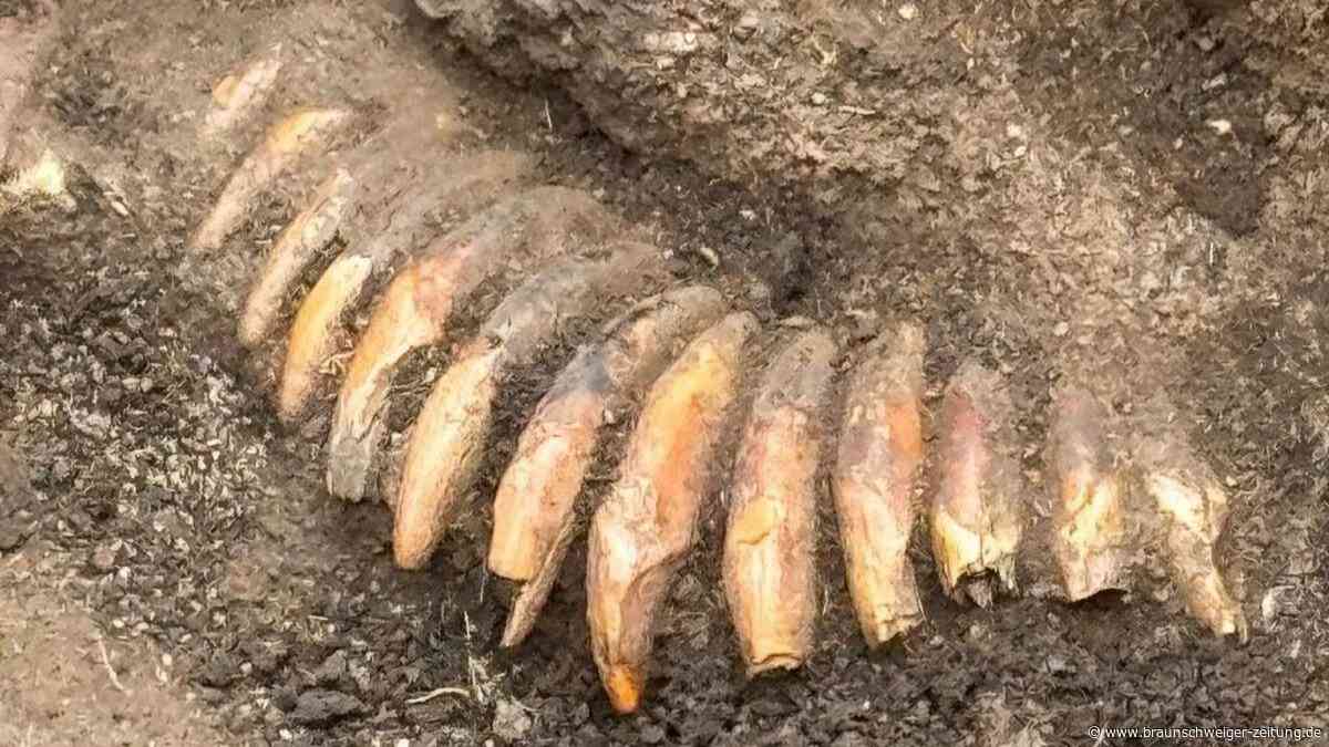 Ein Skelett, mehrere Schädel: Grab in Polen lässt Archäologen rätseln