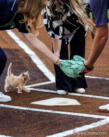 Rescue Cat Named ChipPurr Jones ‘Throws’ 1st Pitch, Unites Baseball Fans Everywhere With His Cuteness