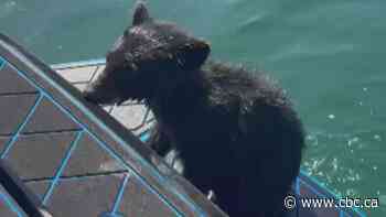 'He could barely paddle anymore': B.C. family rescues bear cub from Okanagan Lake