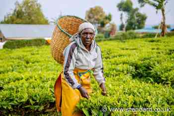 Climate impacts hitting yields and already ‘scarce’ incomes, tea farmers warn