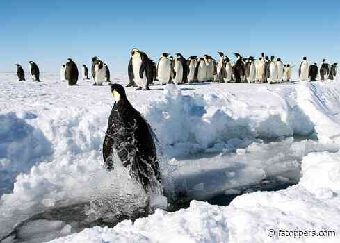 You Can Find Emperor Penguin Colonies From Space by Their Poop