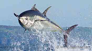 For the first time in six decades, a magnificent bluefin tuna has been caught off our North Sea coast. TOM PARKER BOWLES salutes the return of the behemoths