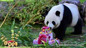Celebrations all around! Giant pandas across the world celebrate their birthdays