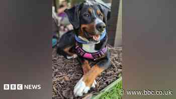 Charity sees more than 1,000 dog rehoming requests