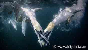 May the best bird win! Incredible photos show gannets diving for their next meal