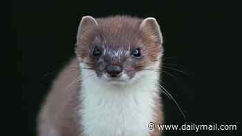 How £150,000 has been poured into the hunt for a single stoat... and it's still on the loose