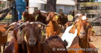 Episode 3 analysis: US market remains the anchor as goat exports pull back