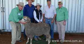 Bella Lana wools attract plenty of repeat bidding competition at Dripstone sale
