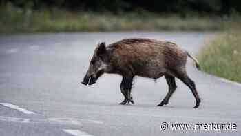 Afrikanische Schweinepest breitet sich in Urlaubsregion aus: Massenabschüsse und Metallzäune an der Autobahn