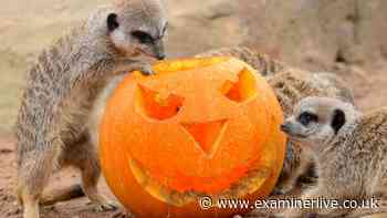Yorkshire Halloweeen 2026 events and attractions you have to book now
