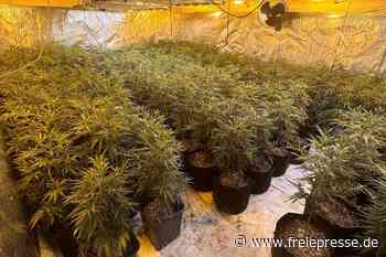 Zwickaus oberster Drogenfahnder zur illegalen Cannabisplantage: Die Masche ist immer die gleiche
