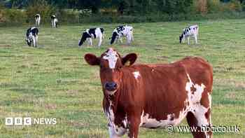 More livestock on railways due to poor fencing