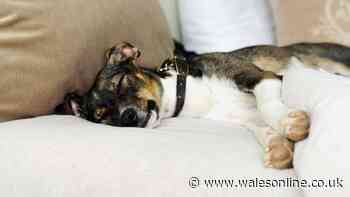 Dog owners warned they could face £500 fine due to little-known rule
