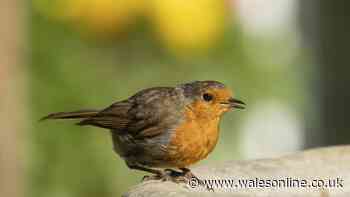 One simple item will mean robins will flock to your garden this autumn