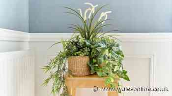 Give this kitchen scrap to houseplants instead of binning it – they'll thrive