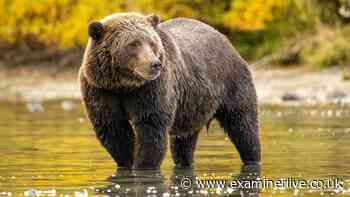 Grizzly bear photographed minutes earlier gruesomely mauls husband to death