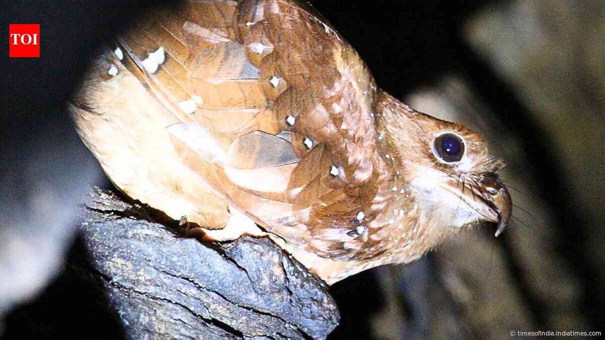 Scientists tracked 21 oilbirds in Venezuela, and five of them left their cave for up to 73 days