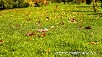Patchy lawns will grow back thicker if gardeners do 1 crucial task in September