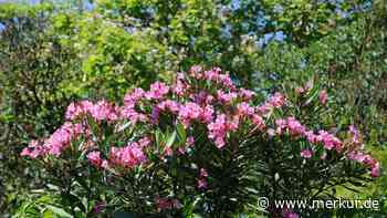 Oleander, Feige und Olive draußen überwintern: Was wirklich möglich ist
