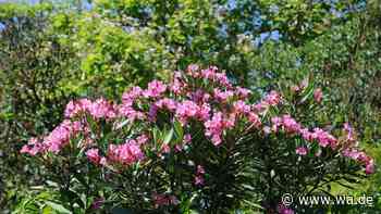 Oleander, Feige und Olive draußen überwintern: Was wirklich möglich ist