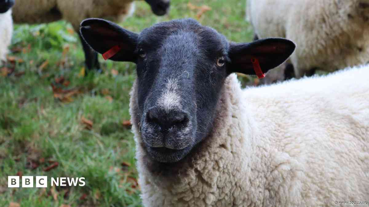 Police seek dog after series of sheep deaths