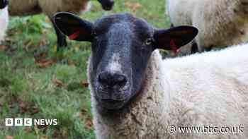 Police seek dog after series of sheep deaths