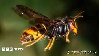 Widespread concern about spread of Asian hornets