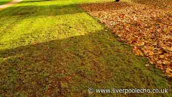 Dried out lawns will turn out healthy in autumn if gardeners do a easy task now