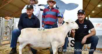 Soprano sings his way to SA as top-priced ram at Deepdale Dorpers