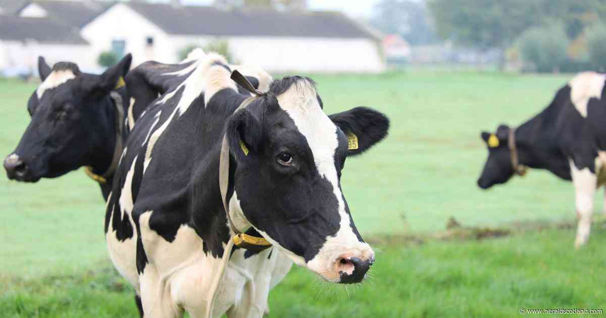 Scottish dairy sends 56,000 litres of milk south to England amid drought shortages