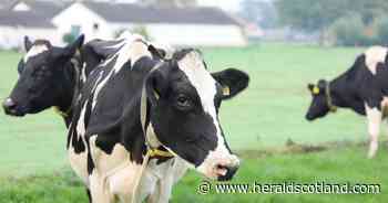 Scottish dairy sends 56,000 litres of milk south to England amid drought shortages