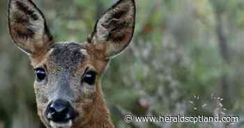 Road reopens after motorcyclist hits deer