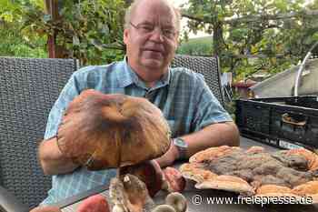 Pilzberater laden nach Wildenfels und Neukirchen ein