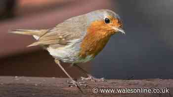 Robins will keep visiting your garden if you put out 1 'irresistible' food