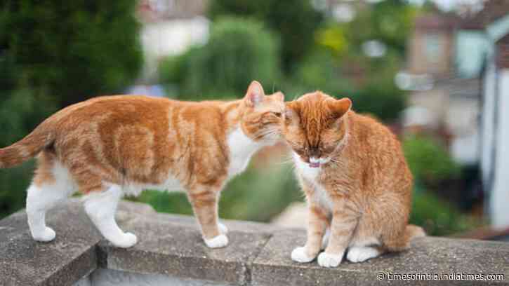 Cats identify each other through urine 'ID cards', reveal scientists in new study