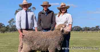 Fleece weight, dual-purpose demand pushes prices at Woodpark Poll Merino