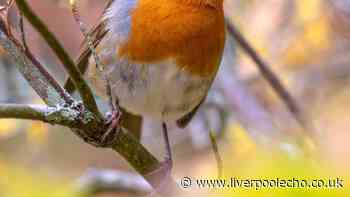 Robins will never leave your garden if you put out 1 'irresistible' food in September
